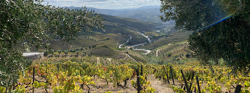 Vandring i vinmarker